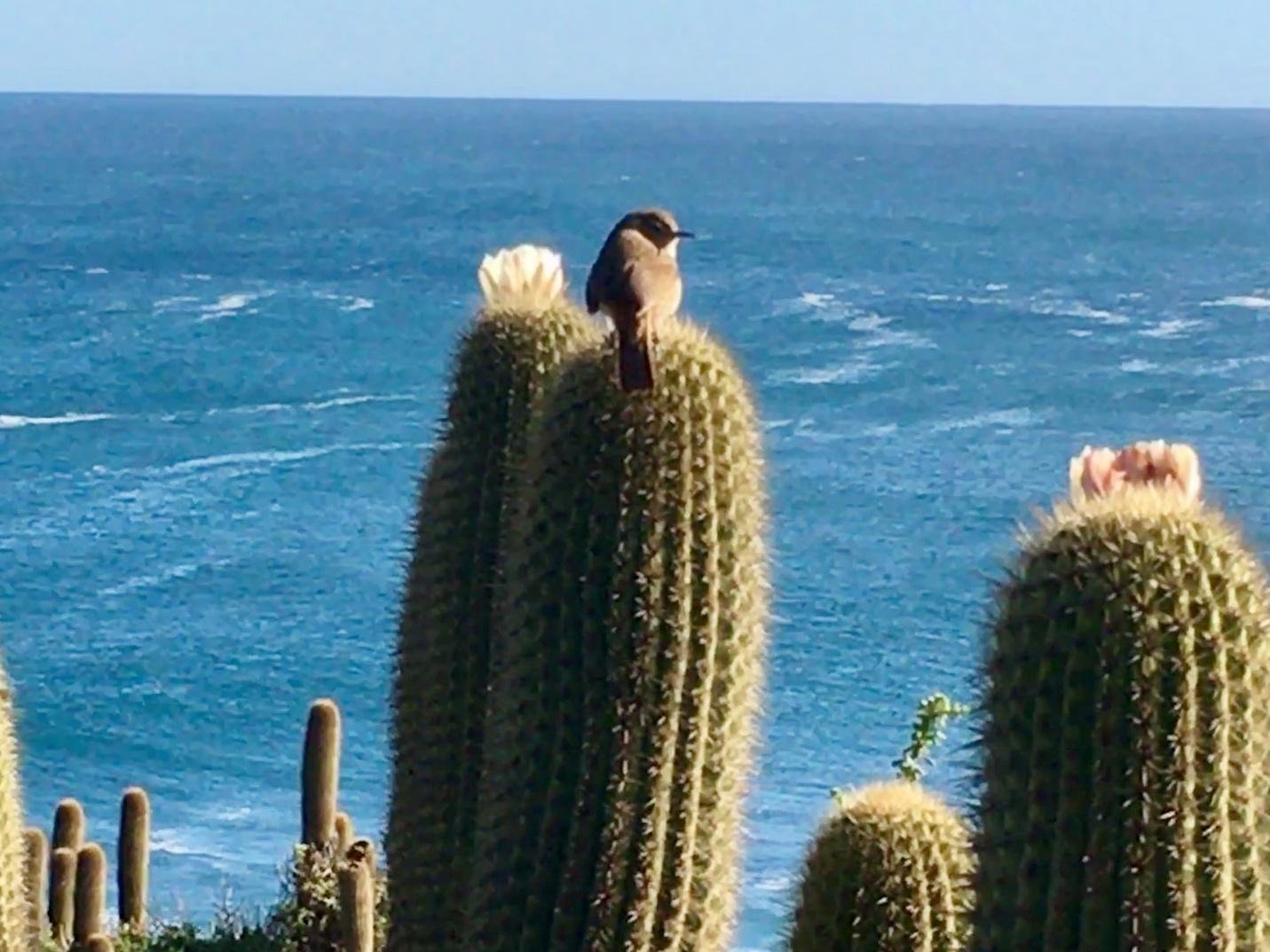 Fotografía de «Guardianes de la Costa»
