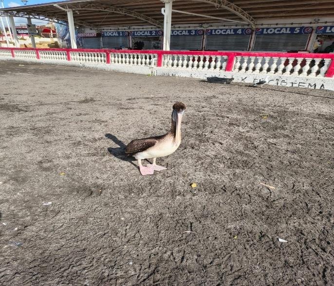 Fotografía de «El Pelicano Del Mercado»